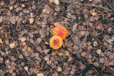 Amanita sonbahar ormanında zehirli mantar.
