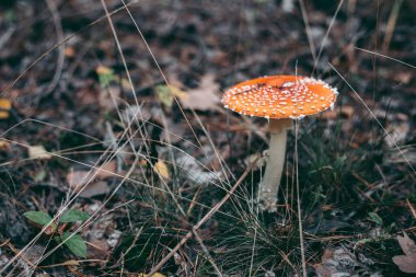 Amanita sonbahar ormanında zehirli mantar.