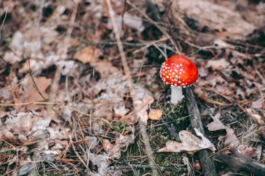Amanita sonbahar ormanında zehirli mantar.