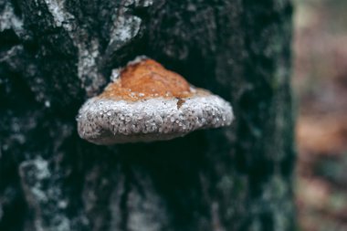 Sonbahar ormanındaki ağaçta mantarlar