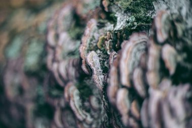 Sonbahar ormanındaki ağaçta mantarlar