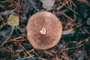 Sonbahar ormanlarında çimenlerin içinde mantar kapağı