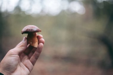 Sonbahar ormanındaki bir adamın elinde yenilebilir mantar.