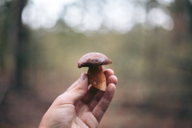 Sonbahar ormanındaki bir adamın elinde yenilebilir mantar.