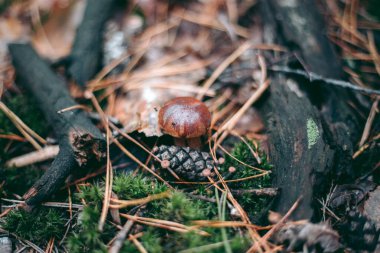 Sonbahar ormanlarında çimenlerin içinde mantar kapağı