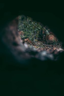 Vahşi yaşam parkında yasa dışı orman ve ağaçların kesilmesi