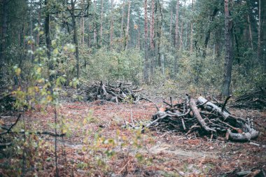 Vahşi yaşam parkında yasa dışı orman ve ağaçların kesilmesi
