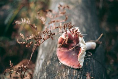 Sonbahar ormanlarında çimenlerin içinde mantar kapağı