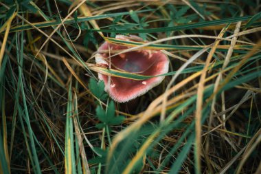 Sonbahar ormanlarında çimenlerin içinde mantar kapağı