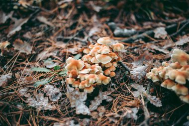 Sonbahar ormanlarında çimenlerin içinde mantar kapağı