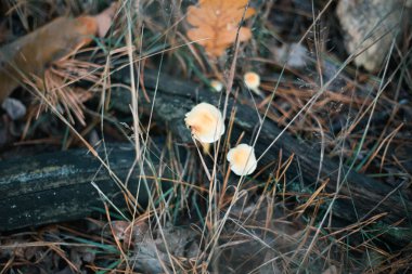 Sonbahar ormanlarında çimenlerin içinde mantar kapağı