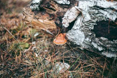 Sonbahar ormanındaki ağaçta mantarlar