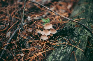 Sonbahar ormanlarında çimenlerin içinde mantar kapağı