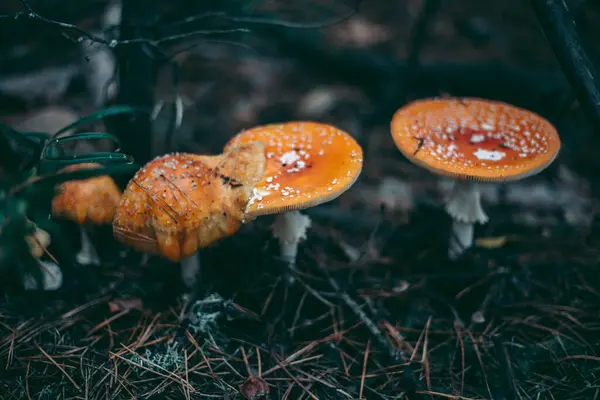 Amanita Poisonous Mushroom Autumn Forest — Stock Photo, Image