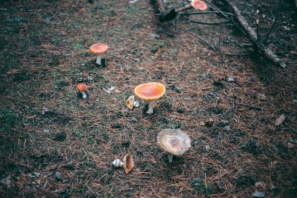 Amanita Mérgező Gomba Őszi Erdőben — Stock Fotó