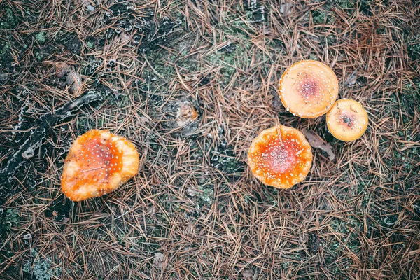 Amanita Mérgező Gomba Őszi Erdőben — Stock Fotó