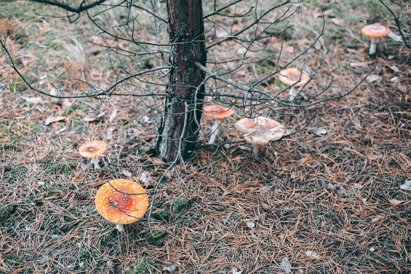 秋林中的天野毒菌 — 图库照片