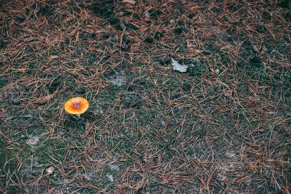 秋の森の中のアマニタ毒キノコ — ストック写真