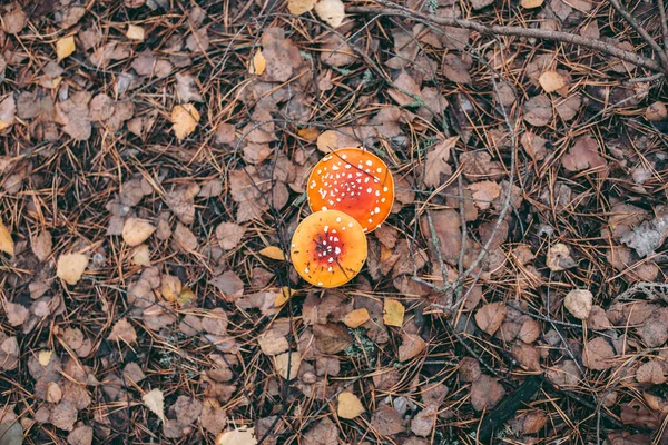 Giftpilz Amanita Herbstwald — Stockfoto