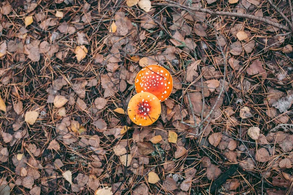 Amanita Mérgező Gomba Őszi Erdőben — Stock Fotó