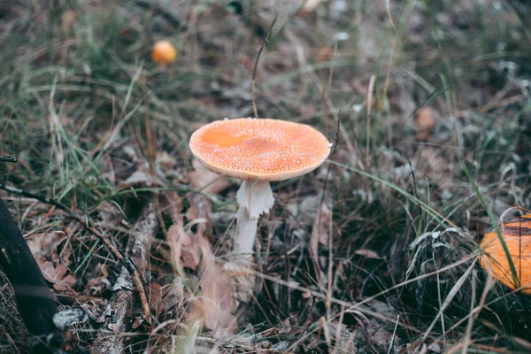 秋林中的天野毒菌 — 图库照片