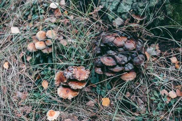 Pilz Nahaufnahme Herbstwald Gras — Stockfoto