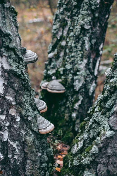 Mushrooms Tree Autumn Forest — Stock Photo, Image