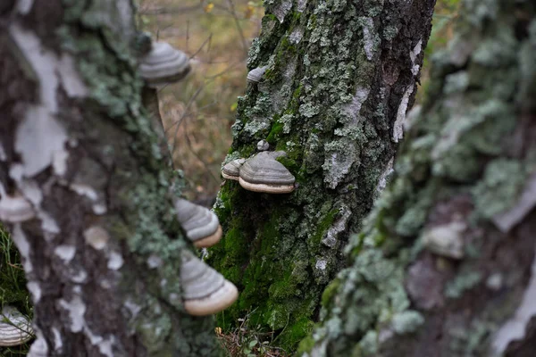 Svamp Trädet Höstskogen — Stockfoto