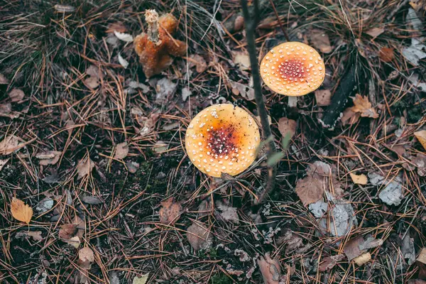 Amanita Mérgező Gomba Őszi Erdőben — Stock Fotó