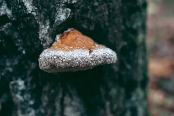 Cogumelos Árvore Floresta Outono — Fotografia de Stock