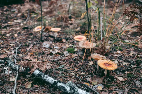 Amanita Mérgező Gomba Őszi Erdőben — Stock Fotó