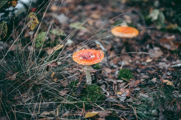秋林中的天野毒菌 — 图库照片