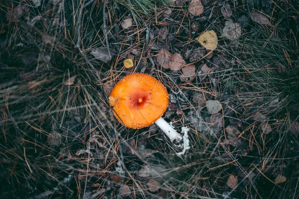 Amanita Mérgező Gomba Őszi Erdőben — Stock Fotó