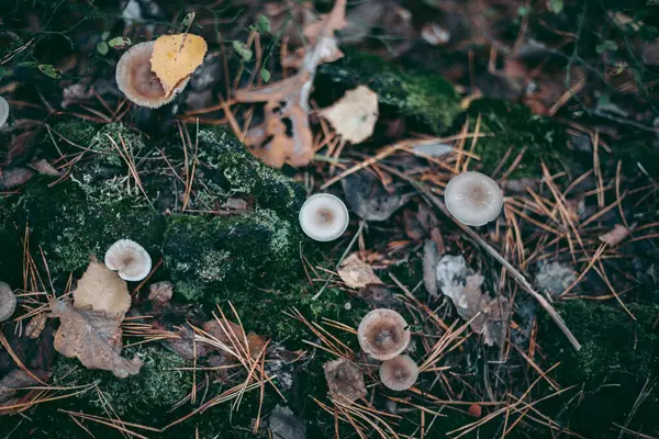 Gomba Közelkép Őszi Erdőben Fűben — Stock Fotó