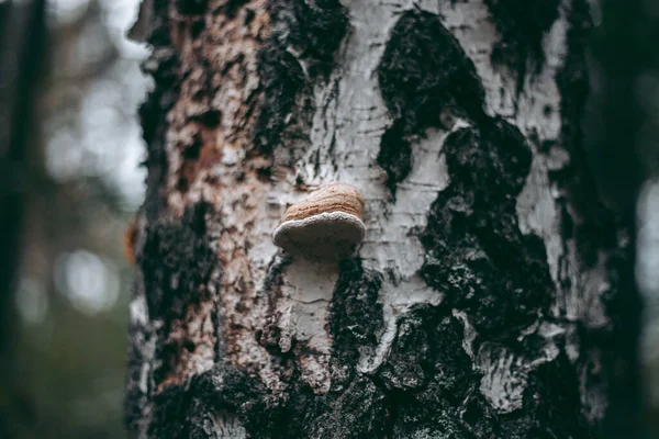 Mushrooms Tree Autumn Forest — Stock Photo, Image