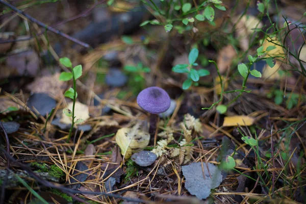 Pilz Nahaufnahme Herbstwald Gras — Stockfoto