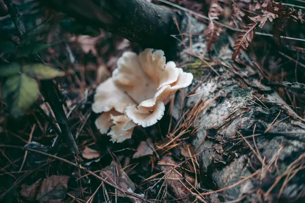 Champignons Sur Arbre Dans Forêt Automne — Photo