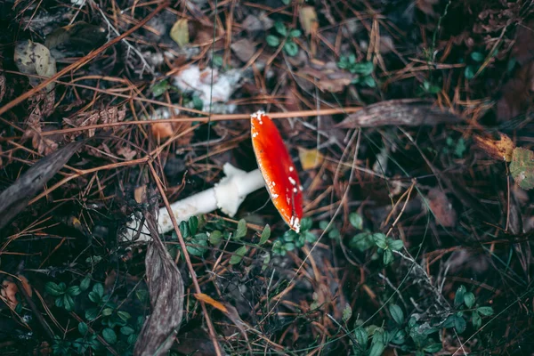 Amanita Mérgező Gomba Őszi Erdőben — Stock Fotó