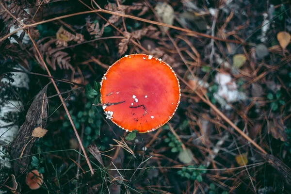 Seta Venenosa Amanita Bosque Otoño — Foto de Stock