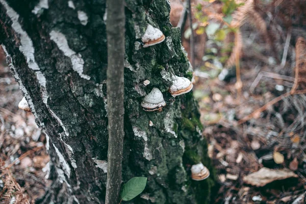 Champignons Sur Arbre Dans Forêt Automne — Photo