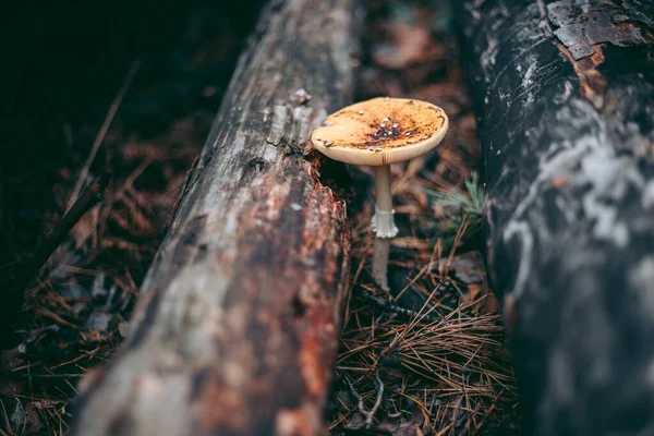 Amanita Mérgező Gomba Őszi Erdőben — Stock Fotó