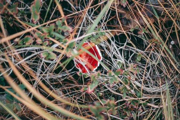 Amanita Giftig Svamp Höstskogen — Stockfoto