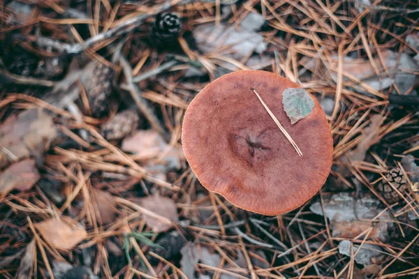 Svamp Närbild Höstskogen Gräs — Stockfoto