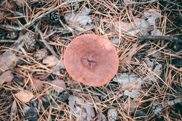 Svamp Närbild Höstskogen Gräs — Stockfoto