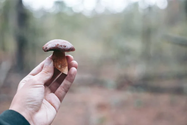 Champignon Comestible Dans Main Homme Dans Forêt Automne — Photo