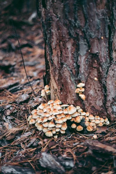 Champignons Sur Arbre Dans Forêt Automne — Photo