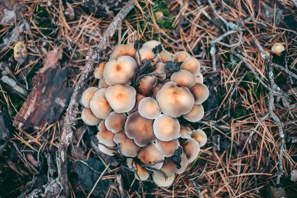 Champignons Sur Arbre Dans Forêt Automne — Photo