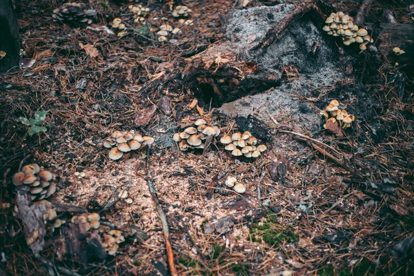 秋林草丛中的蘑菇特写 — 图库照片