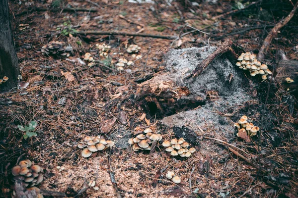 Gomba Közelkép Őszi Erdőben Fűben — Stock Fotó