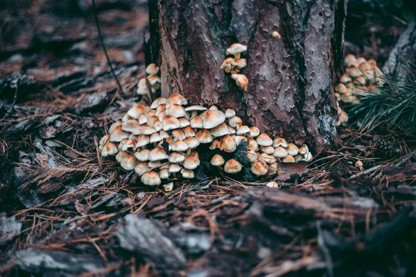 Champignons Sur Arbre Dans Forêt Automne — Photo